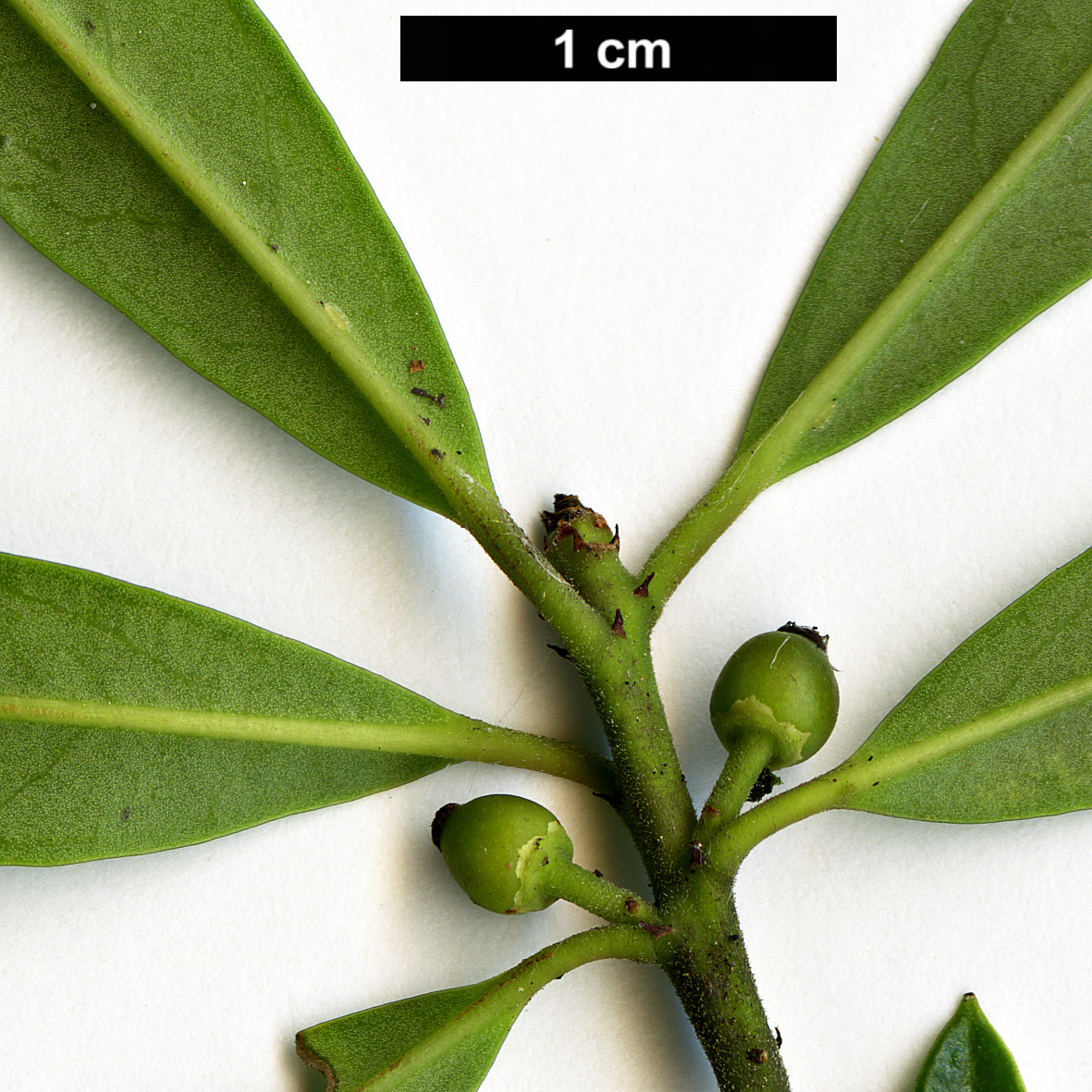 High resolution image: Family: Aquifoliaceae - Genus: Ilex - Taxon: cassine - SpeciesSub: var. angustifolia